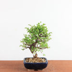 Bonsai Ulmus Parvifolia ‘Kurkbast’