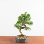 Bonsai Juniperus Chinensis - Itoigawa