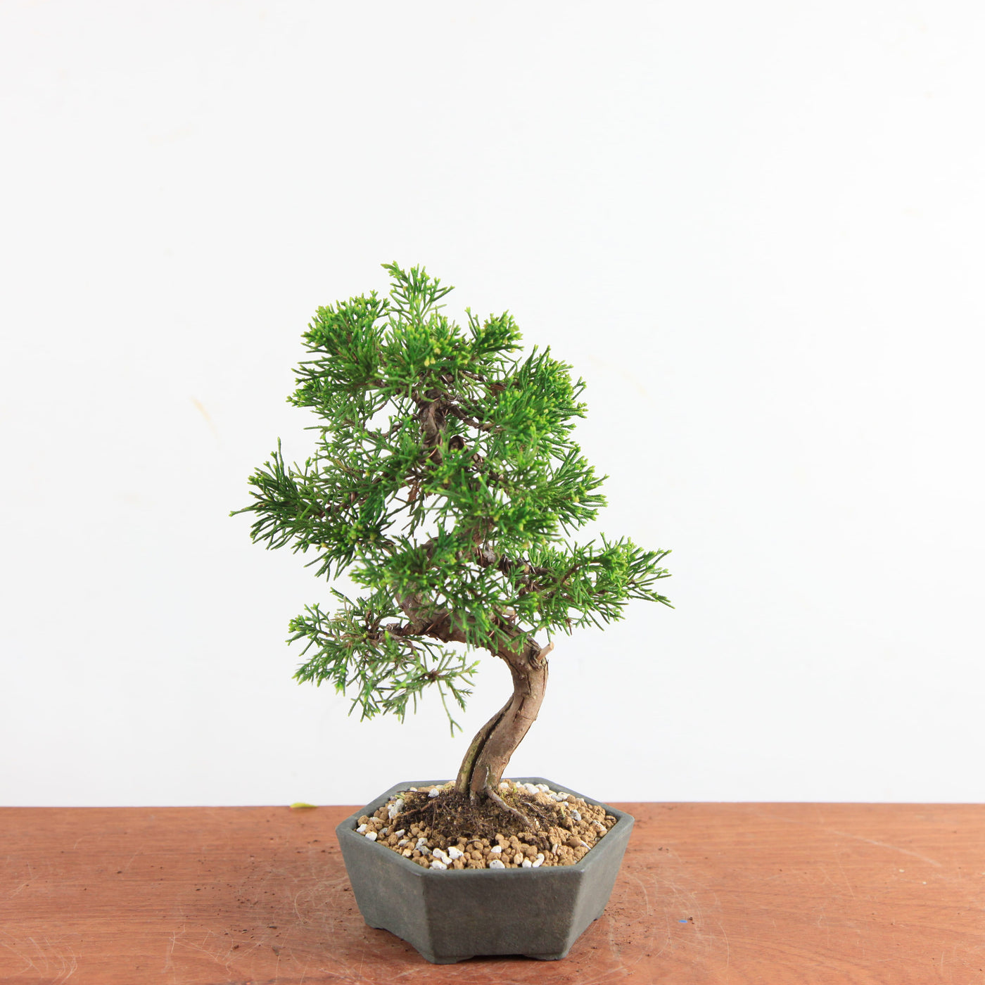 Bonsai Juniperus Chinensis - Itoigawa