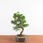 Bonsai Juniperus Chinensis - Itoigawa