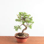 Pre-Bonsai Juniperus Itoigawa