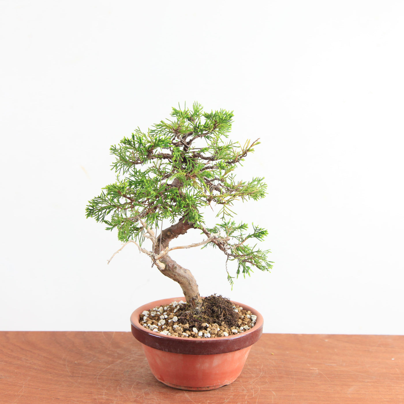 Pre-Bonsai Juniperus Itoigawa