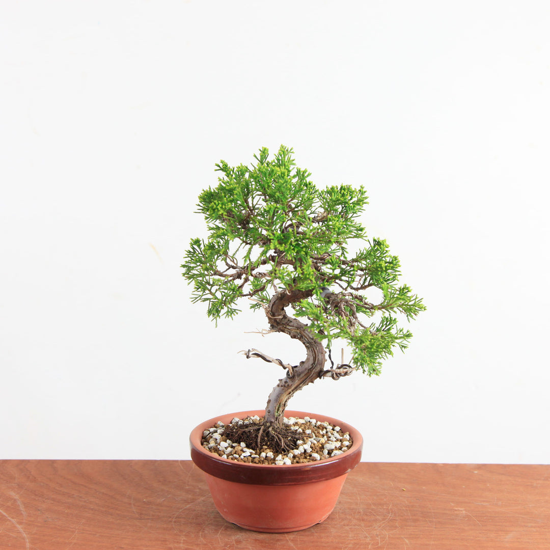 hydro bonsai Hydrotriche hottoniflora on Driftwood for Sale