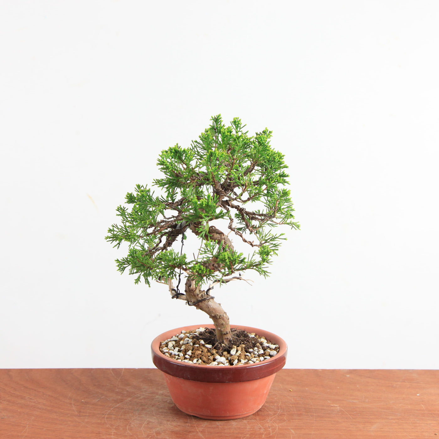 Pre-Bonsai Juniperus Itoigawa