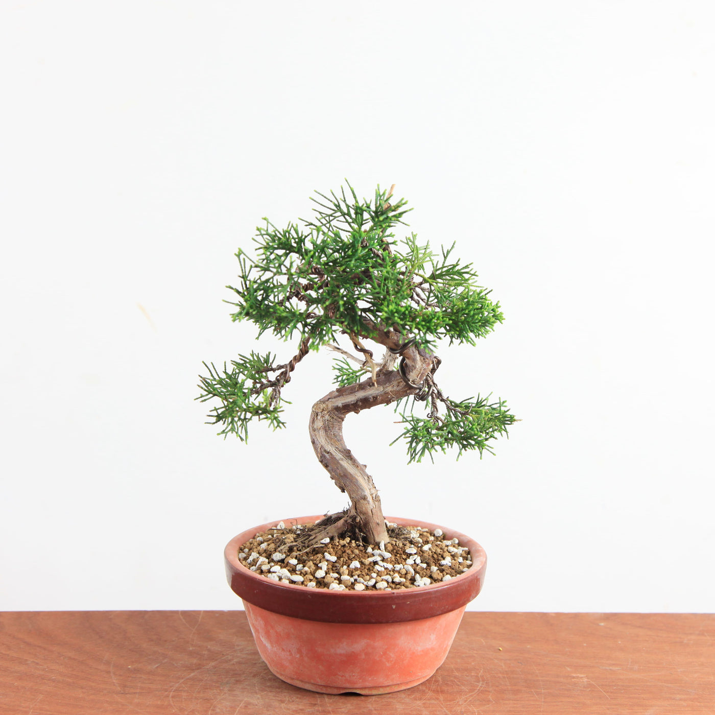 Pre-Bonsai Juniperus chinensis