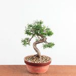 Pre-Bonsai Juniperus chinensis