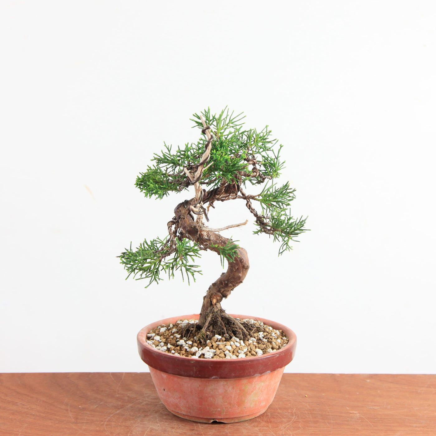 Pre-Bonsai Juniperus chinensis