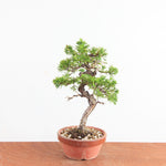 Pre-Bonsai Juniperus Itoigawa