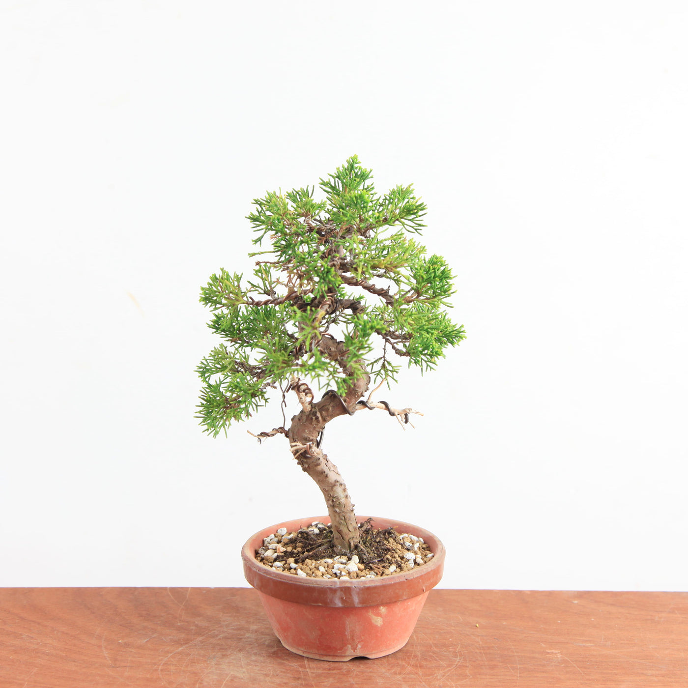 Pre-Bonsai Juniperus Itoigawa