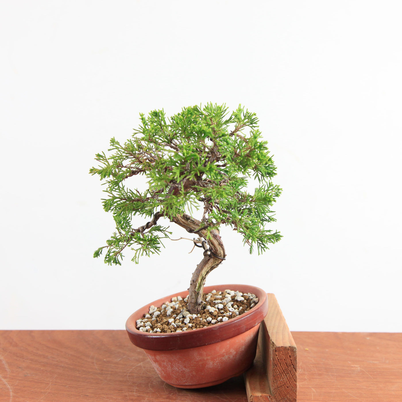 Pre-Bonsai Juniperus Itoigawa