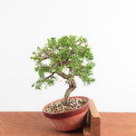 Pre-Bonsai Juniperus Itoigawa