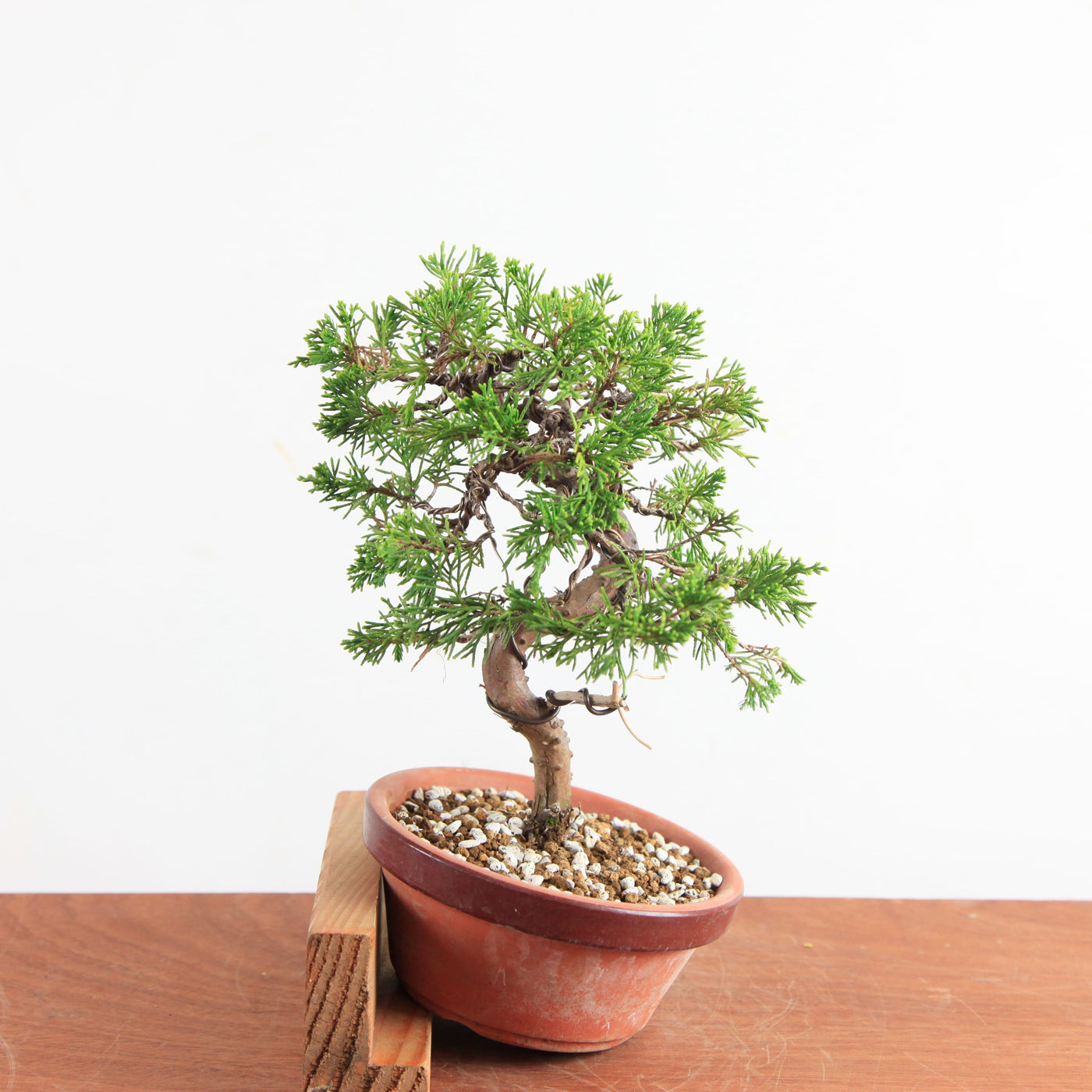 Pre-Bonsai Juniperus Itoigawa