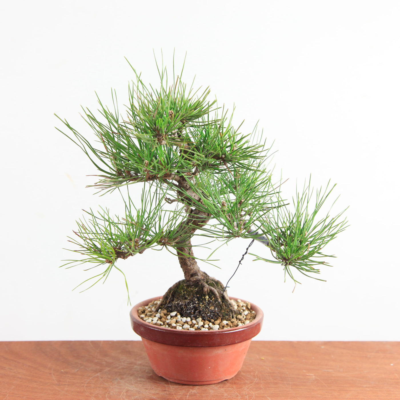 Bonsai Pinus Thunbergii - Japanse Zwarte Den