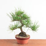 Bonsai Pinus Thunbergii - Japanse Zwarte Den