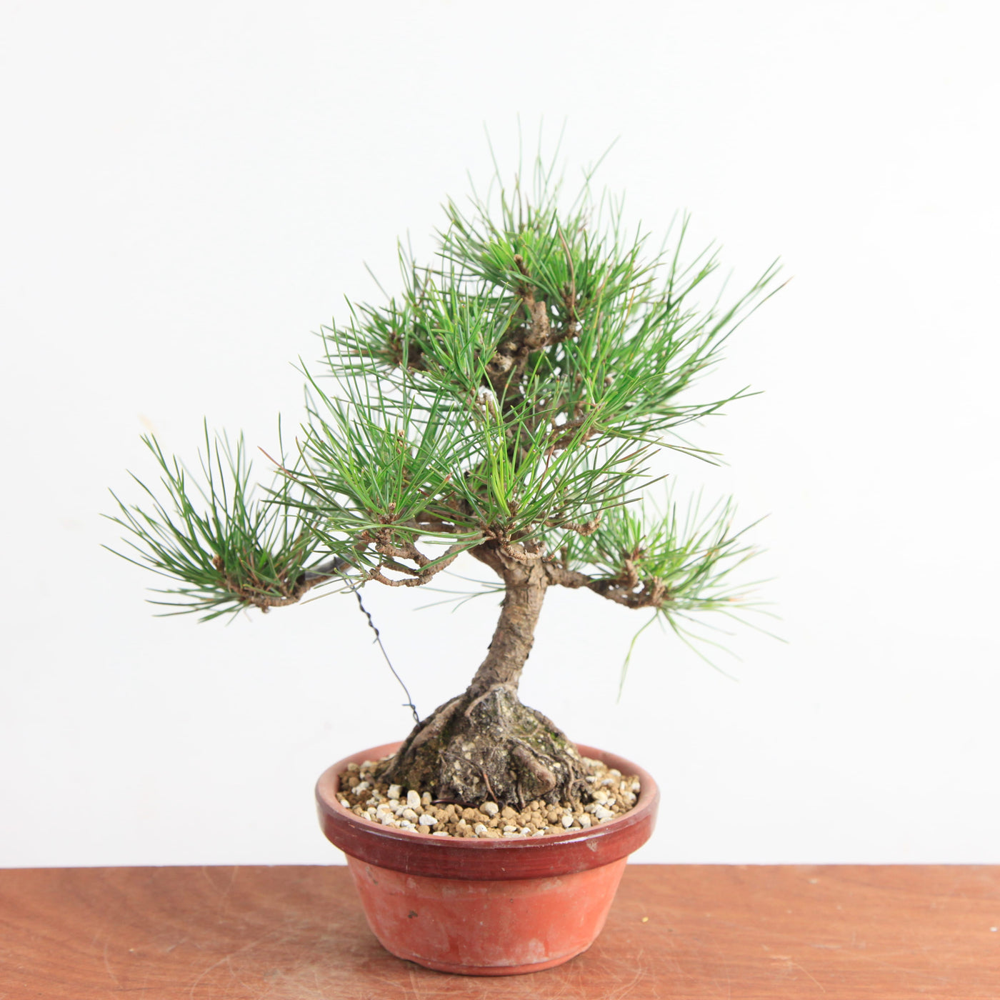Bonsai Pinus Thunbergii - Japanse Zwarte Den