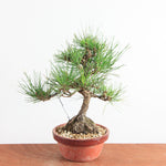 Bonsai Pinus Thunbergii - Japanse Zwarte Den