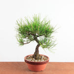 Bonsai Pinus Thunbergii - Japanse Zwarte Den