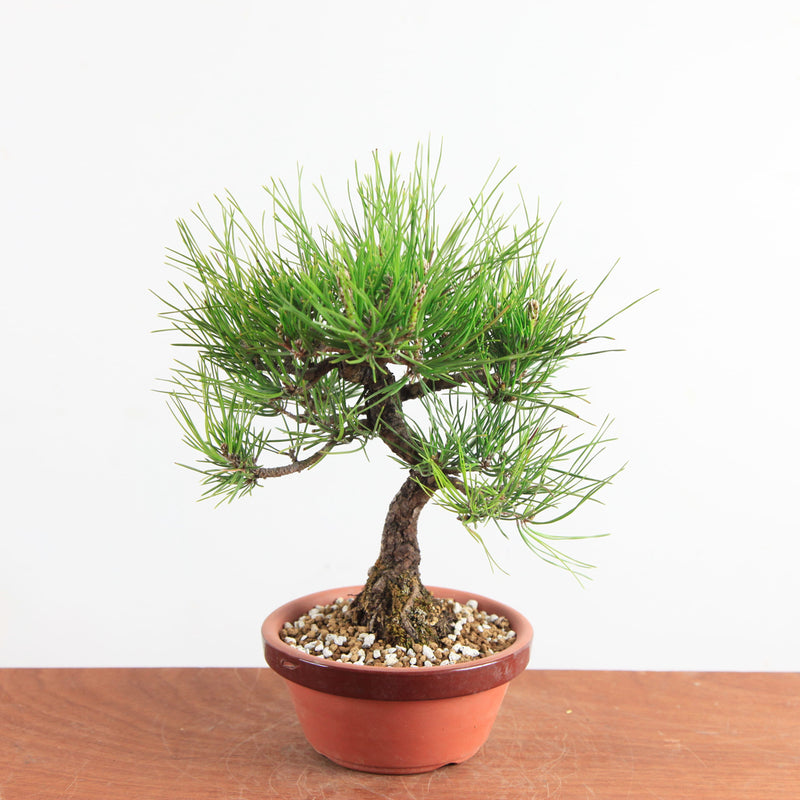 bonsai-pinus-thunbergii-klassieke-naaldbonsai-uit-japan-bonsai-de