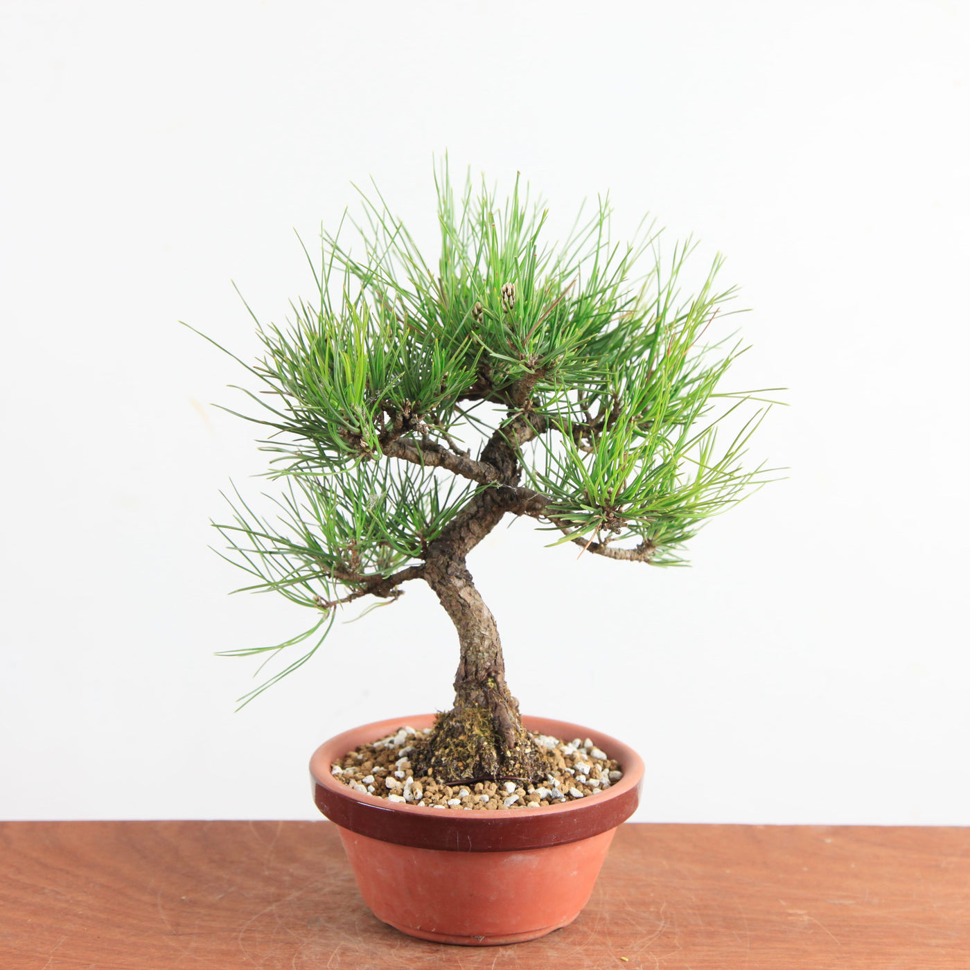Bonsai Pinus Thunbergii - Japanse Zwarte Den