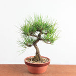 Bonsai Pinus Thunbergii - Japanse Zwarte Den