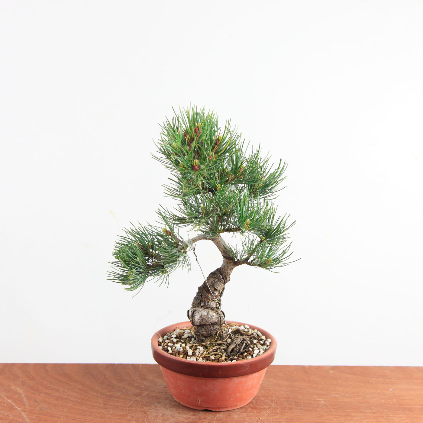 Pre-bonsai Bonsai Pinus Parviflora – Witte Den