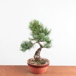 Pre-bonsai Bonsai Pinus Parviflora – Witte Den