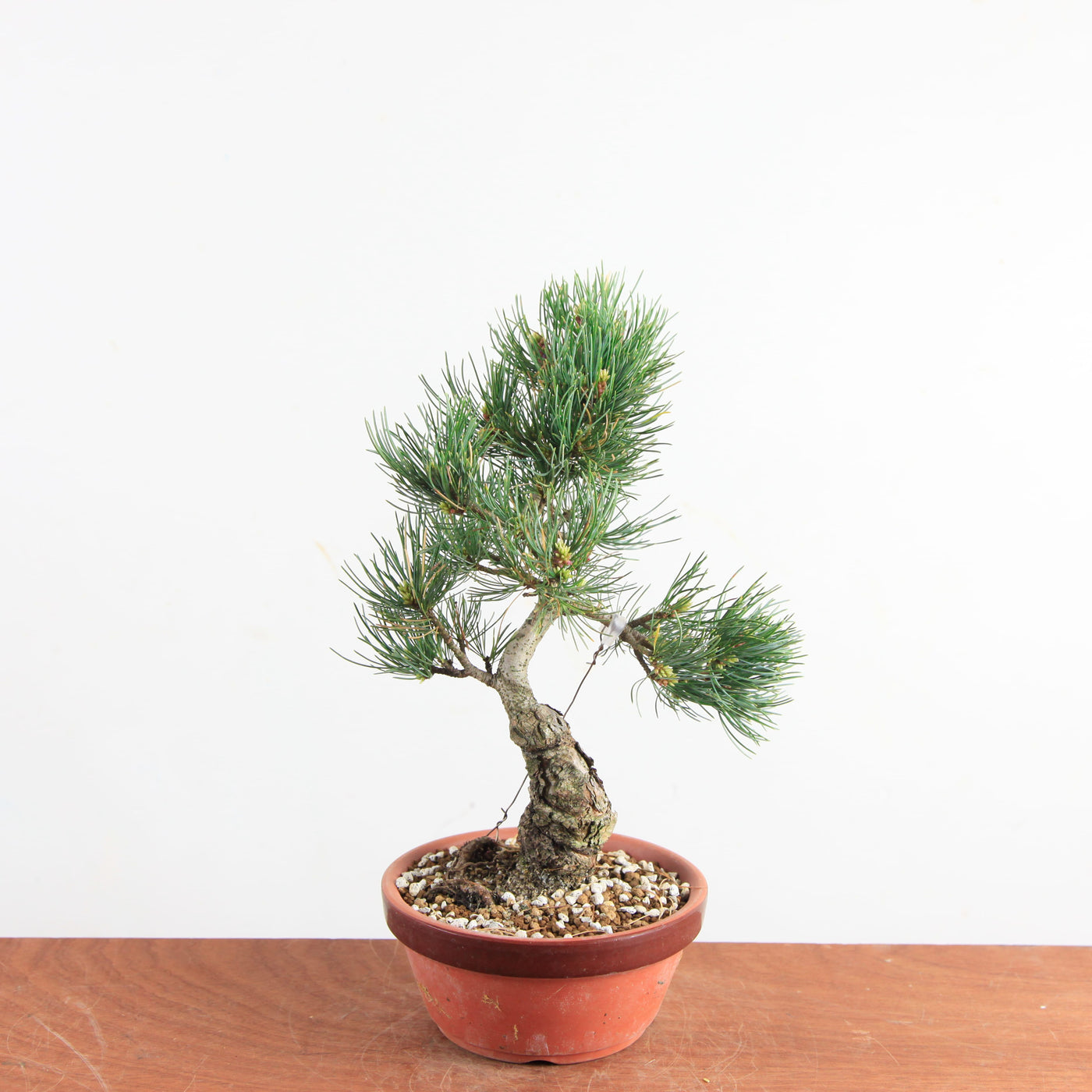 Pre-bonsai Bonsai Pinus Parviflora – Witte Den