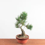 Pre-bonsai Bonsai Pinus Parviflora – Witte Den