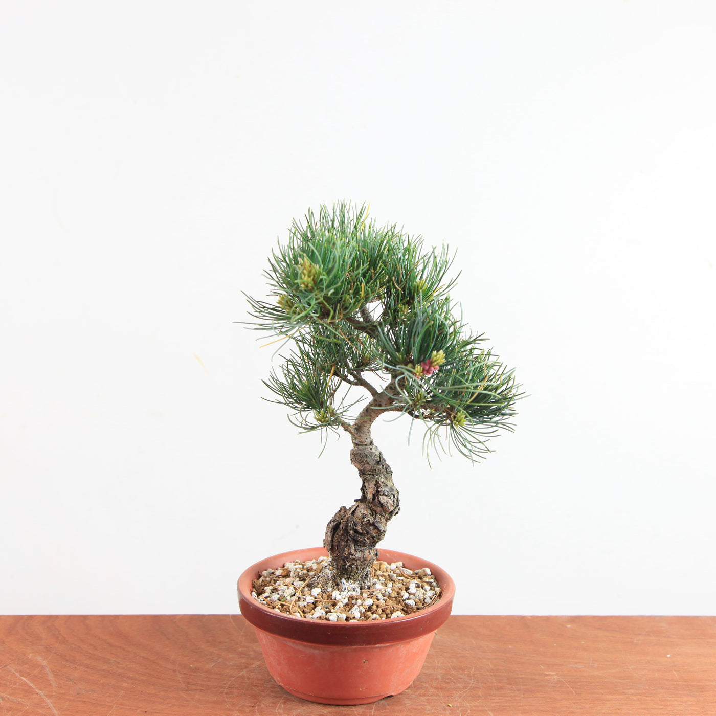 Pre-bonsai Bonsai Pinus Parviflora – Witte Den