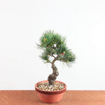 Pre-bonsai Bonsai Pinus Parviflora – Witte Den