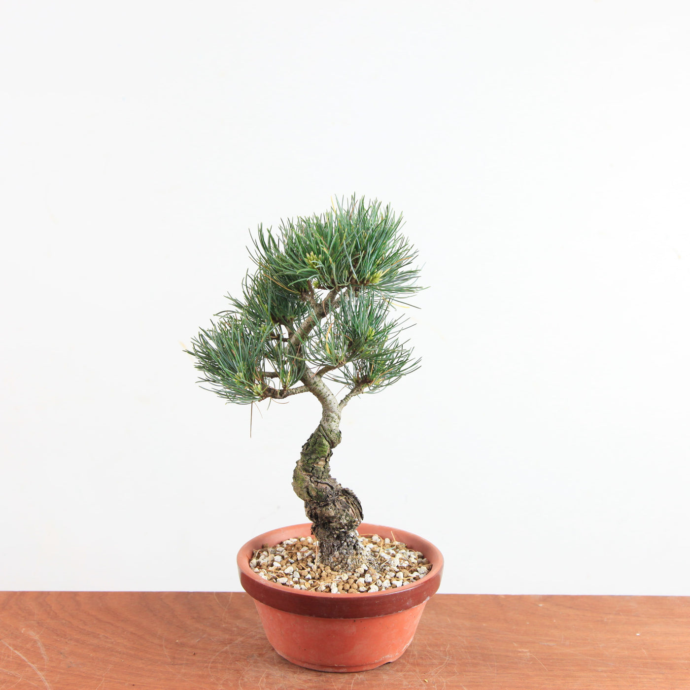 Pre-bonsai Bonsai Pinus Parviflora – Witte Den