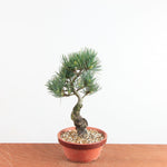 Pre-bonsai Bonsai Pinus Parviflora – Witte Den