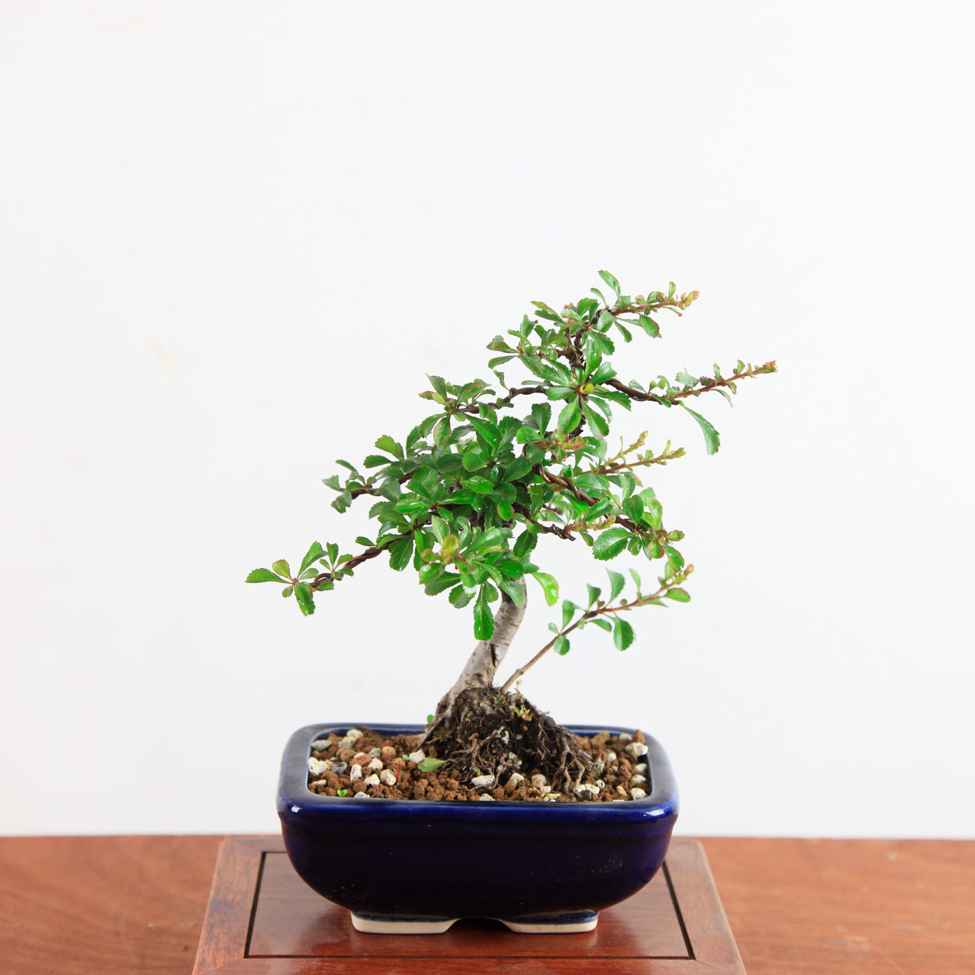 Bonsai Chaenomeles speciosa - Japanse sierkwee