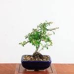 Bonsai Chaenomeles speciosa - Japanse sierkwee