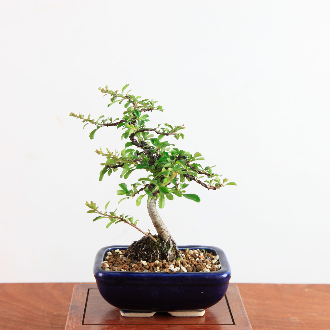 Bonsai Chaenomeles speciosa - Japanse sierkwee