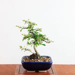 Bonsai Chaenomeles speciosa - Japanse sierkwee