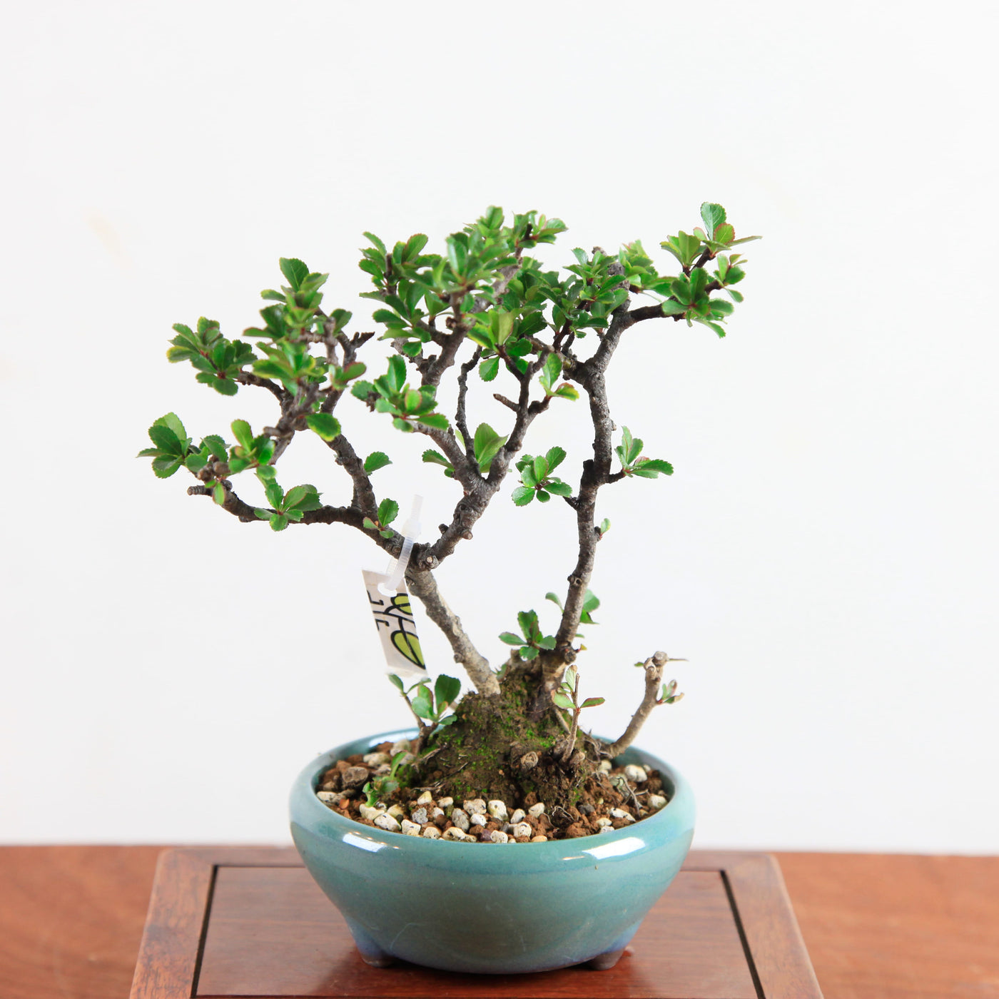 Bonsai Chaenomeles speciosa - Japanse sierkwee