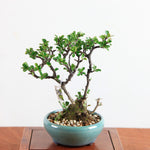 Bonsai Chaenomeles speciosa - Japanse sierkwee