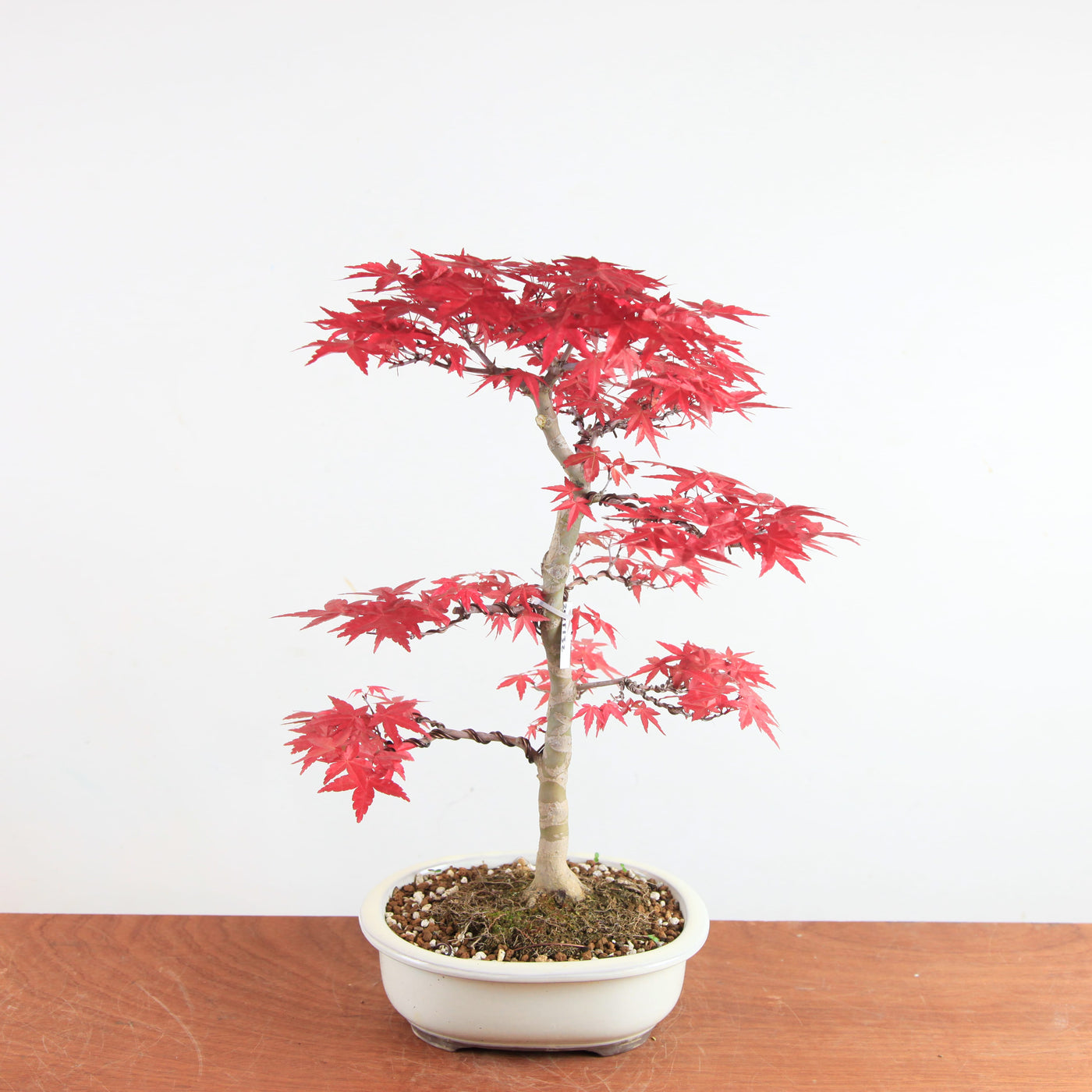 Bonsai Acer palmatum Deshojo