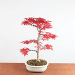 Bonsai Acer palmatum Deshojo
