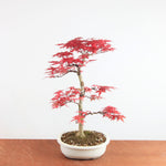 Bonsai Acer palmatum Deshojo