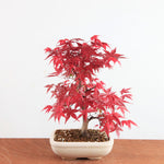 Bonsai Acer Palmatum Deshojo