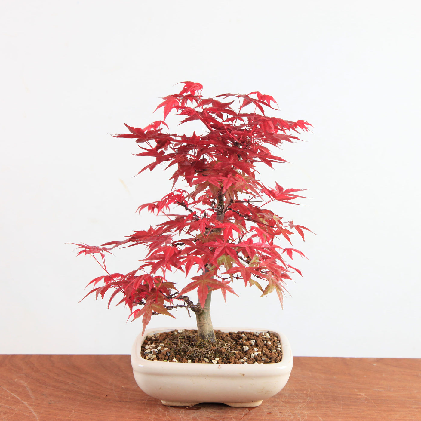 Bonsai Acer Palmatum Deshojo