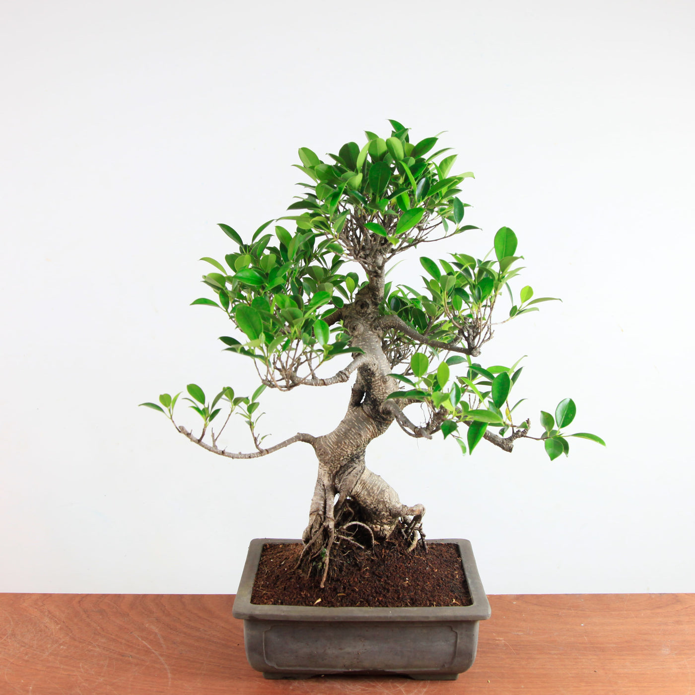 Bonsai Ficus Retusa - Binnenbonsai