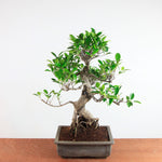 Bonsai Ficus Retusa - Binnenbonsai