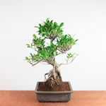 Bonsai Ficus Retusa - Binnenbonsai