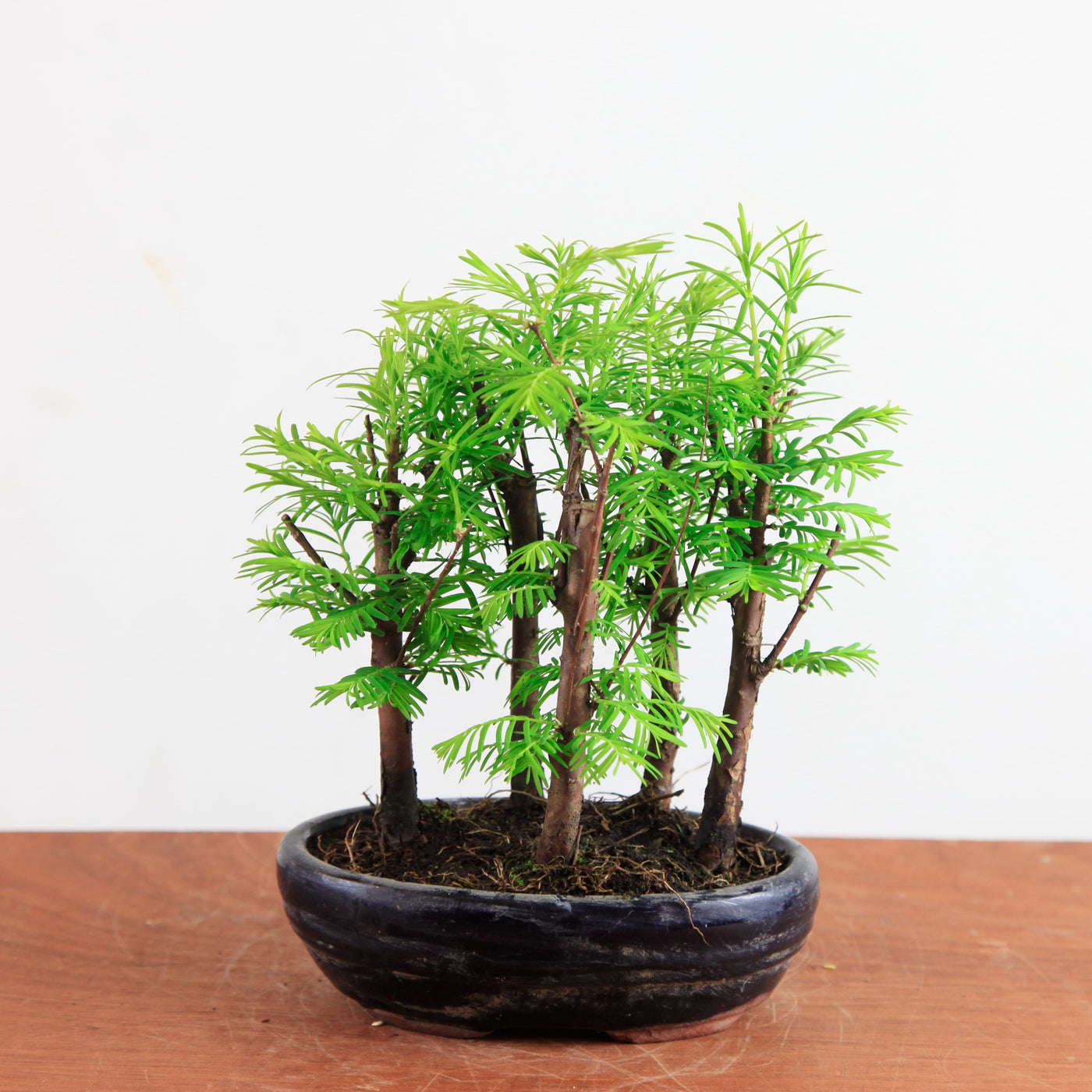 Bonsai Metasequoia - Watercipres