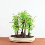 Bonsai Metasequoia - Watercipres