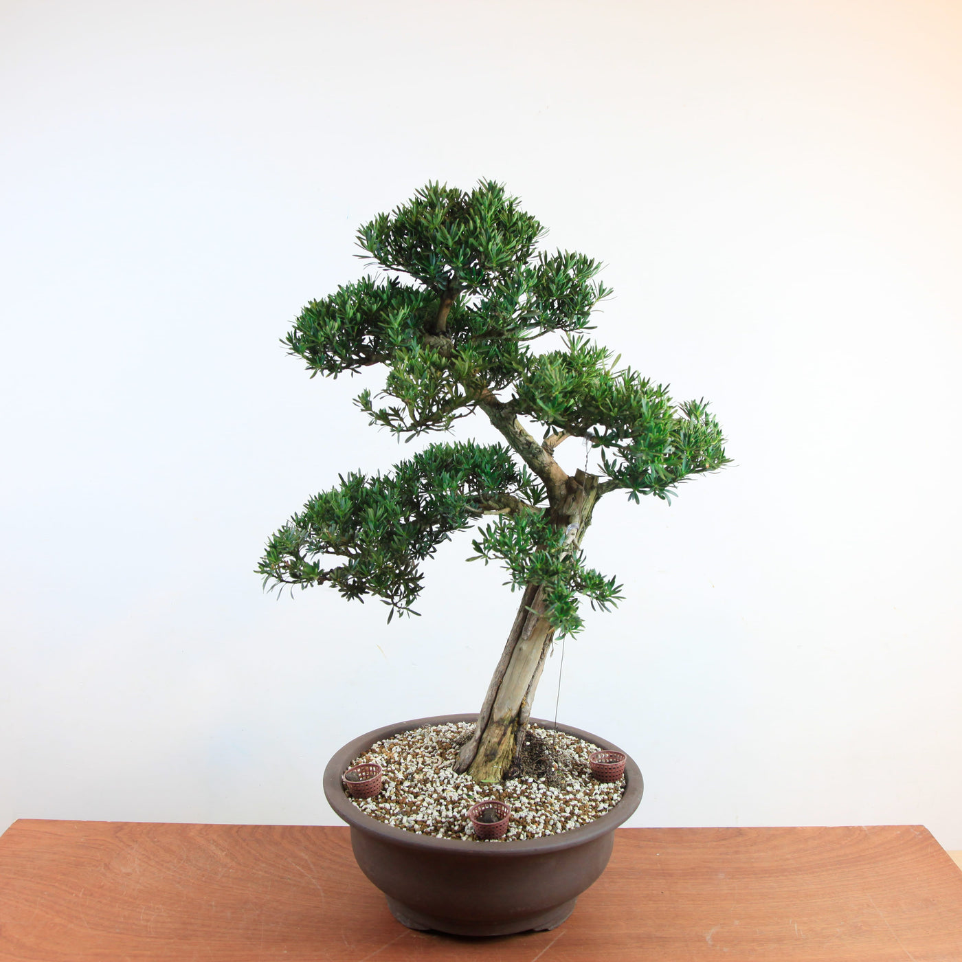 Bonsai Podocarpus 'Maki'