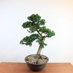 Bonsai Podocarpus 'Maki'